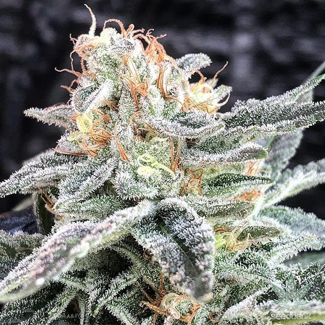 %Reliable Cannabis Blogs And Information %Cannabis Shop Online