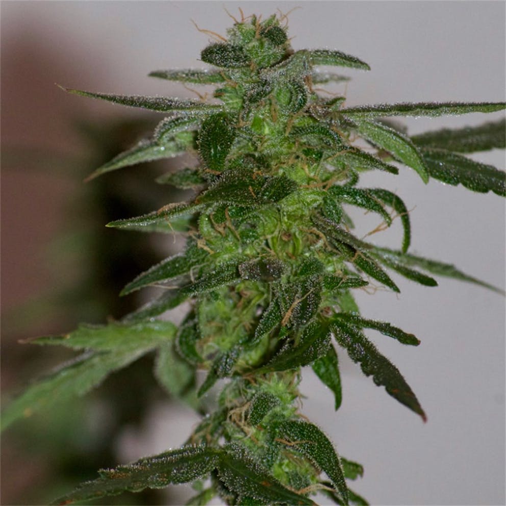 %Reliable Cannabis Blogs And Information %Cannabis Shop Online