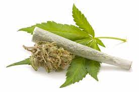 %Reliable Cannabis Blogs And Information %Cannabis Shop Online
